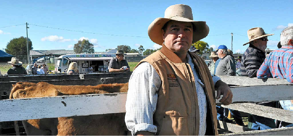 NO BULL: Stud cattle breeder Darryl Hayward said current prices were the best they have ever been off the back of a good season.